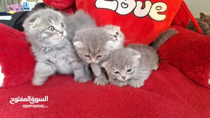  7 Scottish fold kittens سكوتش فولد