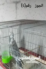  4 كوم كوكتيل و روز (ببغاوات)