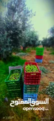  18 زيتون زيت زيتون بكر ممتاز (مزرعة الريان) RaYanFarm Olives & Extra Virgin Olive Oil