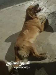  2 كلب جولدن000000000