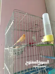  2 جوز كنار شغال للبيع بسعر مغرررري