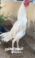  2 ديك باكستاني حر