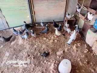  7 متاح سبع جواز زواجل ومراسليات