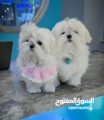  9 مني بيكنواه Xs الحجم القصير بيور