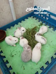  2 أرانب صغيرة للأطفال