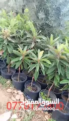  10 جميع انواع الاشجار الزينه والمثمره بأفضل الاسعار
