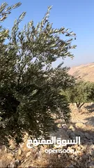  4 للبيع مزرعة في قرية الرميمين