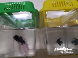  2 Betta fish