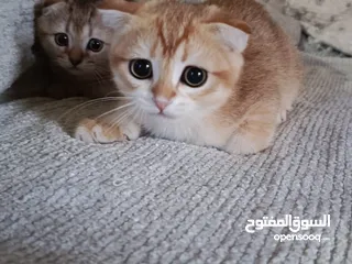  10 قطط سكوتش فولد + ستريت الوان مختلفه واعمار مختلفه الاسعار من ابتداء من  70ل 120  اناث وذكور اهالي