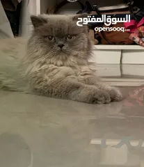  1 ذكر هملايا بيور معقم نظيف حالق وماخد تطعيماته كاملة. هادي وبحب الدلال واكله قليل.