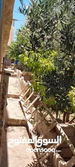  19 بيت طابقين منطقه شومر
