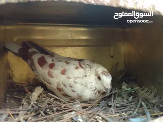  2 كنار وحمام واقفاص بسعر مغري