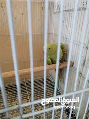  8 انثى طيرة ببغاء الدرة الهندي شاهد الفديو،كوكتيل روز فيشر كاسكو حب جنة كناري حسون امازوني فراخ