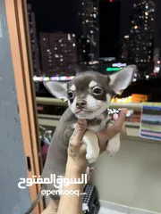  10 Chihuahua puppies