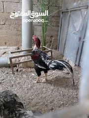  3 ديك وجاجه باكستاني للبيع