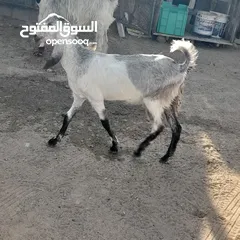  2 ماعز باكستاني اصل