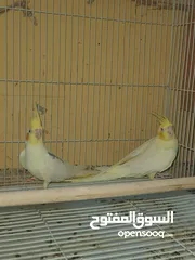  1 زوج كوكتيل لاتينو الذكر فراشه