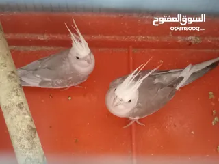  4 جوزين كوكتيل تحتهم بيض للبيع منهم جوز وايت فيس