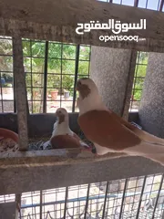  3 حمام نخب صحه ونضافه للبيع