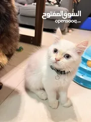  6 Cute Persian kittens