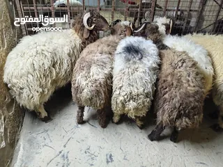  1 خرفان أضاحي للبيع اوزان لحم صافي 25