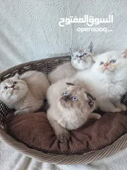  3 سكوتش و بريتش Scottish fold and British