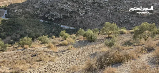  14 ارض زراعيه للبيع بني كنانه