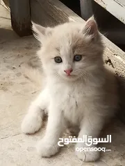  3 قطط عدد 4 للبيع مع الام عمر اقل من شهرين