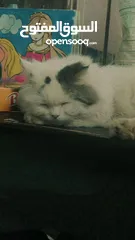  1 Persian male cat