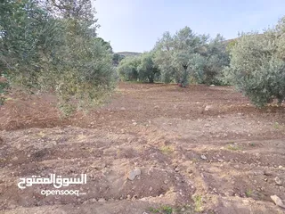  3 مزرعة زيتون ملوكية اطلالة ع الغرب و جبال فلسطين ع ثلاث شوراع قرب شارع الستين ثغرة السلطان