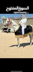  1 حصان اصفر مصري
