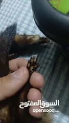  2 حيوان mink محنط الحيوان نادر
