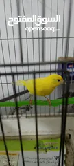  1 طيور كنار نخب