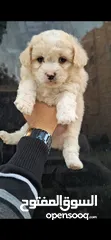  4 Pure Maltese Terrier puppies, small sizes, two and a half months old, very playful They were very pl