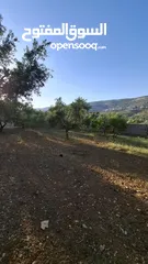  20 مزرعة وشاليه في جرش