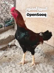  1 An foreigner Breed:  Fighter Chicken With Great Muscles...