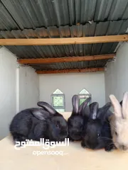  3 ارانب بابيون
