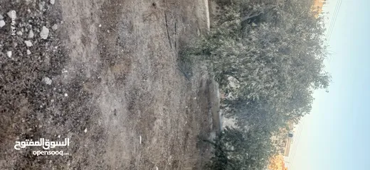  5 قطعه ارض للبيع حي الأحمد مطله على 3 شوارع مهويه من جميع النواحي مزروعه ومسوره دكه
