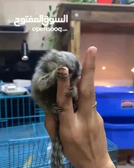  5 قرد مارموسيت جميل