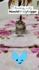  8 Munchkin kittens available by European breeder in Dubai