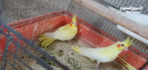  1 فراخ كوكتيل لاتينو عين حمرا