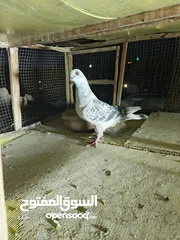  5 حمام مشكل بسعر حرق
