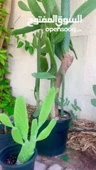  9 Cactus plant-Opontia Plant and Aloe vera