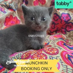  3 Munchkin rughugger kittens available in Dubai by European breeder