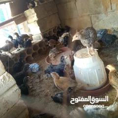  2 فرخات بلدي
