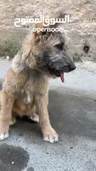  1 كلب قوقازي  صغير