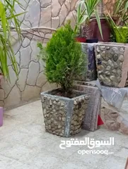 2 احواض زريعه اسمنتيه قابله للبدل على طيور