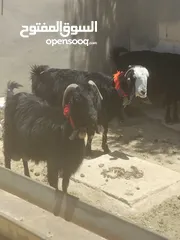  1 ثلاث معزا كفالة حليب 2خمسيات وحده رايحلها سن وعينها مبيضه