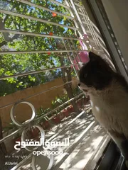 7 قط ذكر  مكس هملايا مروض اليف  جدا جدا وهادي للتبني