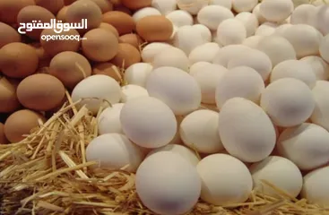  1 بيع  بيض  ابيض